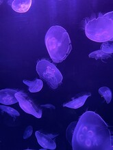 Jelly Fish In The Water