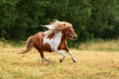 Miniature shetland breed pony running in the field in summer