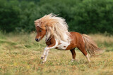 Miniature shetland breed pony running in the field in summer