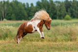 Fototapeta  - Miniature shetland breed pony running in the field in summer