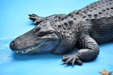 American Alligator (Alligator Mississippiensis) Muja, World's Oldest Alligator