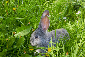 bunny in the grass in spring,a young rabbit eats grass in the spring