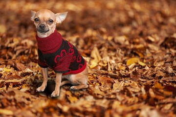 Poster - Adorable young happy dog autumn outdoor