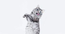 Portrait Of Jumping Happy Cat. Cute Smiling Dancing Cat On White Background. Free Space For Text. Wide Angle Horizontal Wallpaper Or Web Banner.