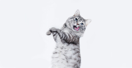 portrait of jumping happy cat. cute smiling dancing cat on white background. free space for text. wi