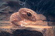 © RooM The Agency - Close-up portrait of a wild Centralian rough knob-tail gecko (Nephrurus amyae) on rocky outcrop at night, Australia