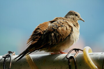 Wall Mural - A turtledove receiving the sun on a white tube and a blue background