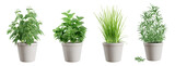 Set of potted green herbs isolated on transparent background: basil, mint, chives and rosemary. 3D render. 3D illustration.