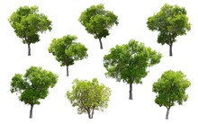 Isolated Trees On Transparent Background 
