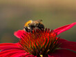 Biene auf einer Echinacea