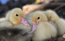 Group Of Cute Muscovy Duckling Bird Snuggled Together