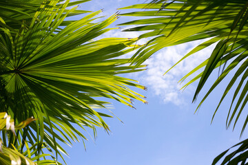 Wall Mural - Palm tree with blue sky