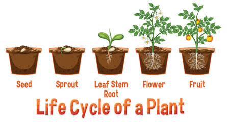 Wall Mural - Life cycle of a plant diagram