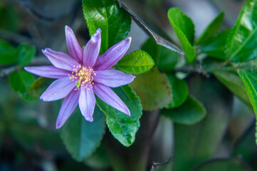 Wall Mural - Closeup of a purple flower