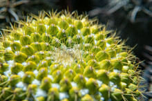 Closeup Shot Of The Cactus