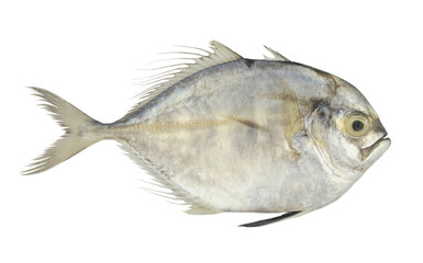 Raw threadfin jack fish isolated on white background	
