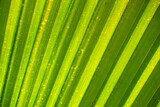 Fototapeta Las - Close up of green leaf with pattern background