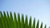 Fototapeta Las - Green leaf isolated on blue sky background