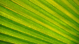 Fototapeta Las - Close up of green leaf pattern texture
