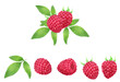水彩で表現したラズベリーのイラストセット／Illustration set of raspberries expressed in watercolor