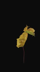 Wall Mural - Time lapse of resurrection yellow Maple leaf with ALPHA transparency channel isolated on black background, vertical orientation