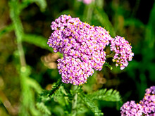 Purple Yarrow On A Green Natural Background
