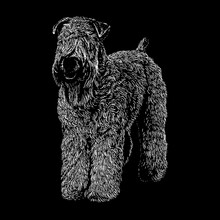 Wheaten Terrier Hand Drawing Vector Isolated On Black Background.