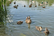 Mother duck with ducklings swimming on lake surface.