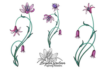 Wall Mural - vector set of delicate spring flowers. Flowers. Spring flowers.