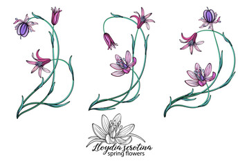 Wall Mural - vector set of delicate spring flowers. Flowers. Spring flowers.