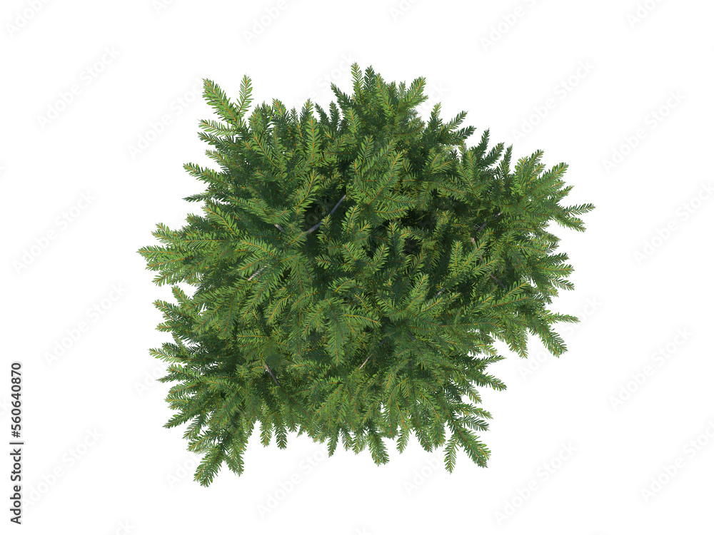 European Yew top view png alpha channel Stock Illustration | Adobe Stock
