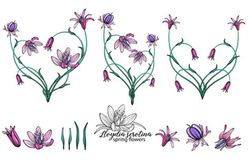 Wall Mural - vector set of delicate spring flowers. Flowers. Spring flowers.