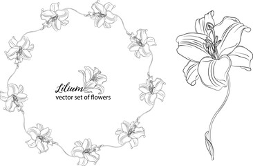 Canvas Print - vector set of flowers and Lily buds. Lнlium