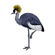 Vector Drawing Sketch Of Bird, Hand Drawn Grey Crowned Crane , Balearica Regulorum , Isolated Nature Design Element
