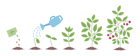 Wall Mural - Plant growth stages. Seedling development stage. Vector editable illustration.