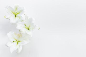  White liles flowers. Mourning or funeral background