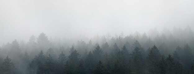  Moody forest landscape with fog and mist . Big Panorama.