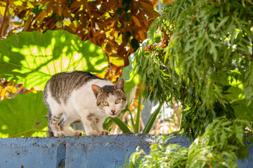 Poster - carefully stray cat look at you