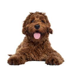 Leinwandbilder - Adorable red Cobberdog aka Labradoodle dog puppy, laying down facing front head up. Looking straight to camera, tongue out. Isolated cutout on a transparent background.