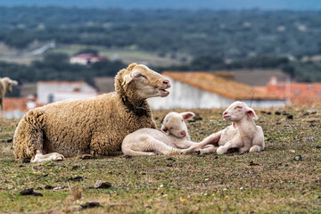 Wall Mural - Family of Sheeps lying on a green meadow at Membrio, Extremadura in Spain