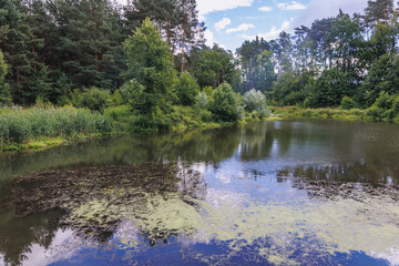 Canvas Print - Korabiewka rivulet in Puszcza Bolimowska - Bolimow Forest - forest complex on the edge of Masovia and Lodz Province of Poland