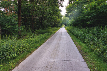 Poster - Road in Puszcza Bolimowska - Bolimow Forest - forest complex on the edge of Masovia and Lodz Province of Poland