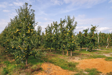 Wall Mural - Apple tree orchard near Tarczyn city, Piaseczno County in Poland