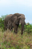 Fototapeta Sawanna - Éléphant d'Afrique,  gros porteur, Loxodonta africana, Parc national du Kruger, Afrique du Sud