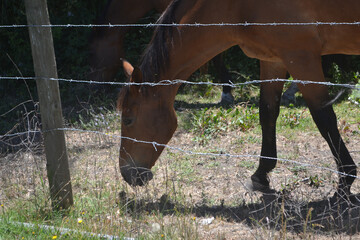 some horses eating in a farm in the summer time