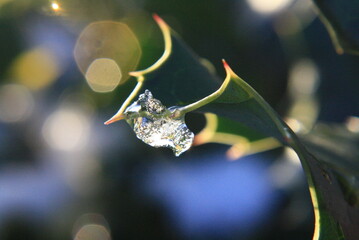 frozen dew droplet on leaf