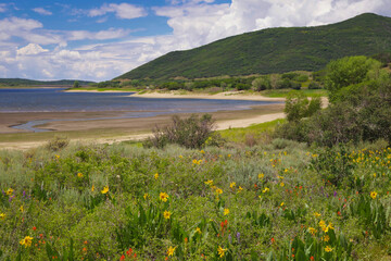 Lake and Flowers