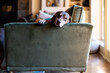 © Mel Karlberg/Stocksy - Dog relaxing on living room couch