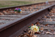 Bright Yellow Flowers On Railroad Tracks