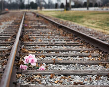 Bright Pink Flowers On Railroad Tracks